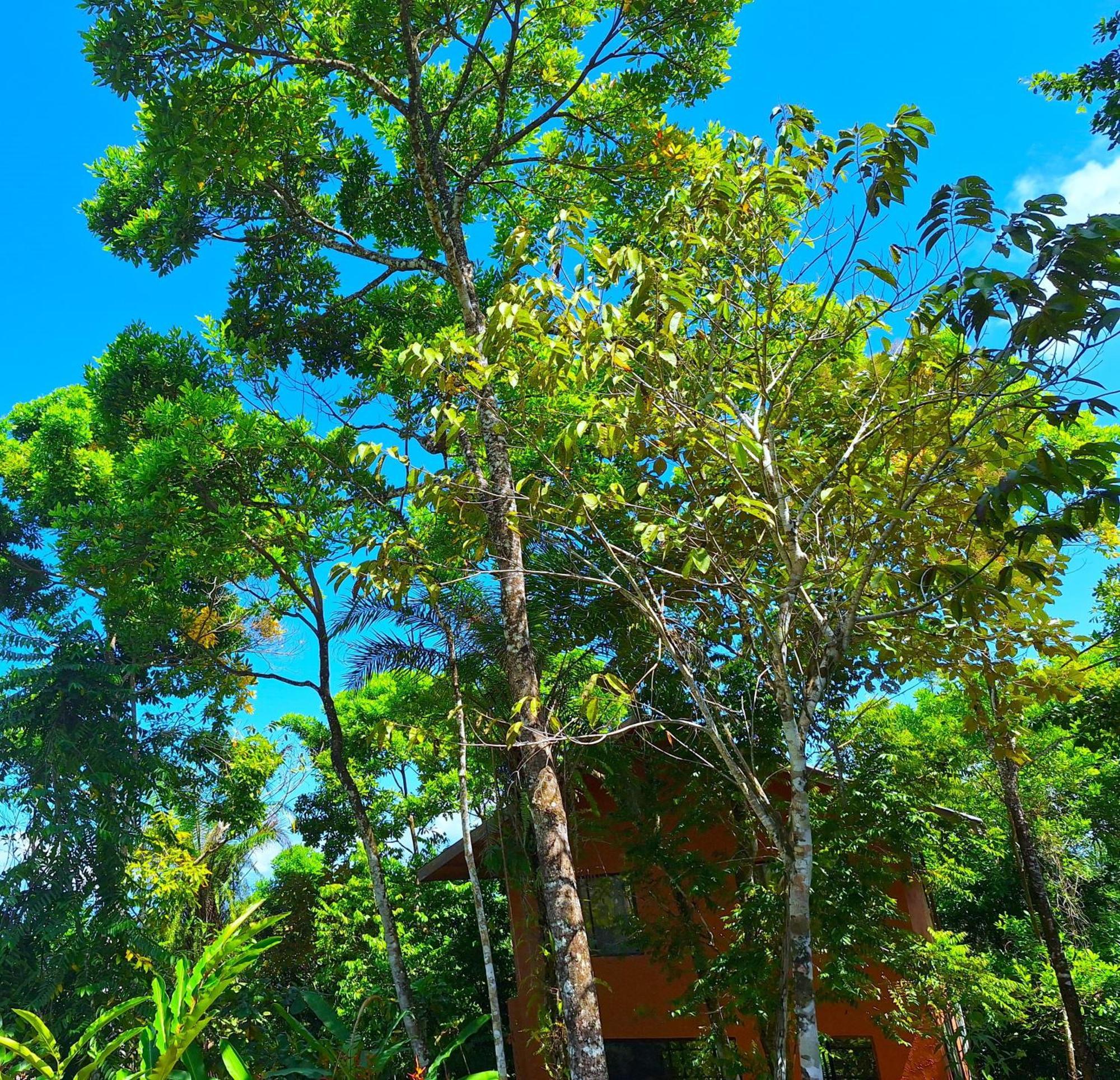 Puerto Jiménez Corcovado Private Villas - Corcovado Private Reserve المظهر الخارجي الصورة